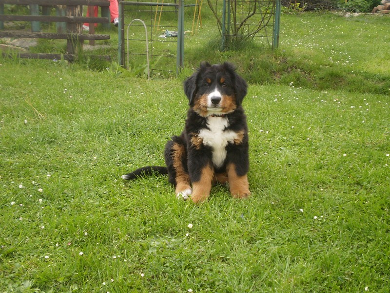 Abby 1 týden u nových páníčků