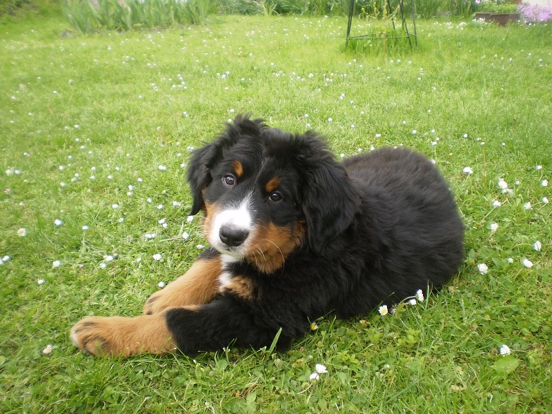 Abby 1 týden u nových páníčků