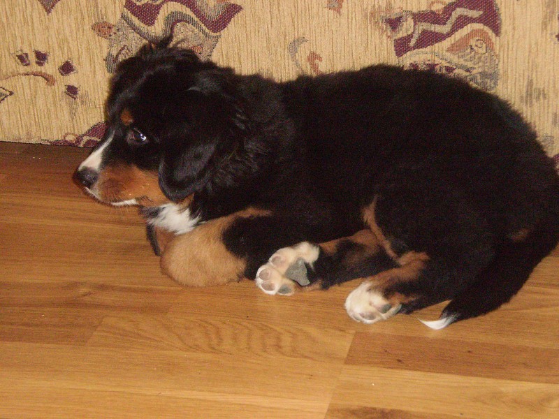 Abby 1 týden u nových páníčků