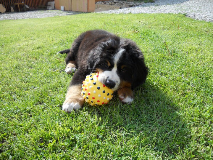 Avery 1 týden u nových páníčků