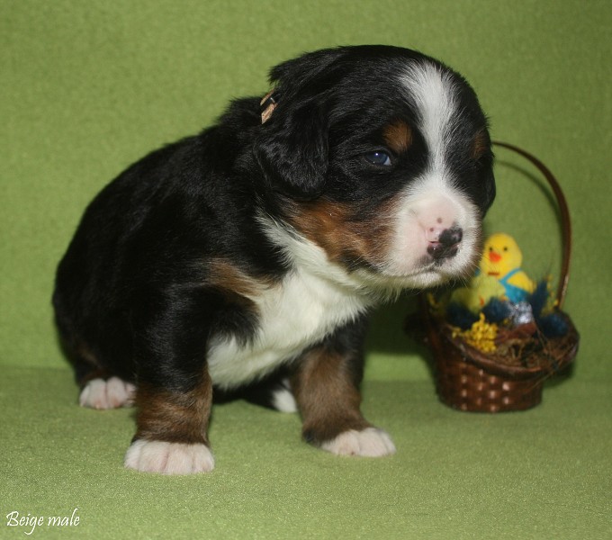 Litter B - 2. týden - beige boy