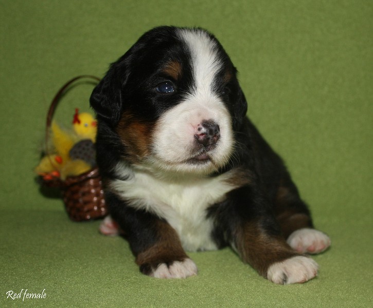 Litter B - 2. týden - red girl
