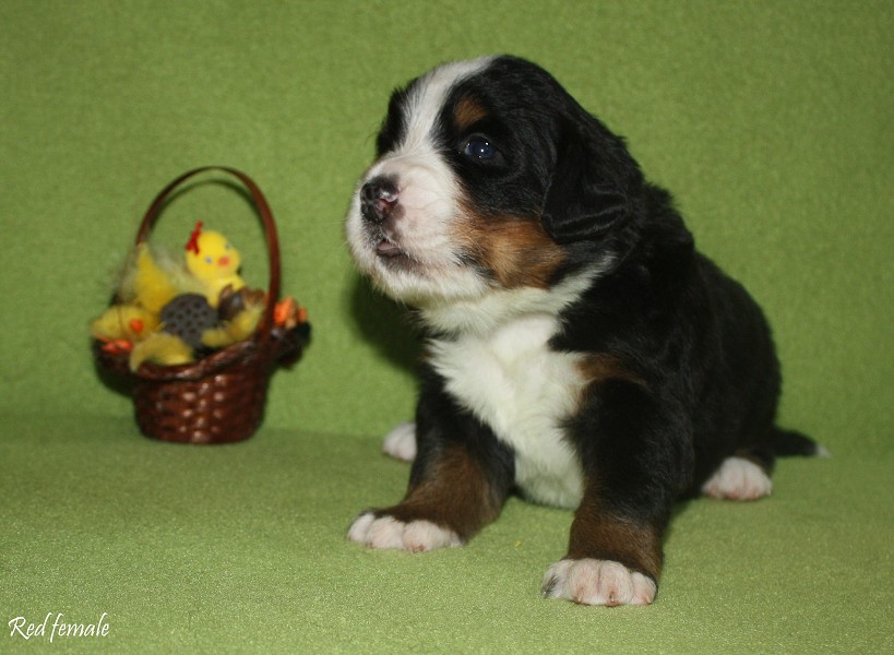 Litter B - 2. týden - red girl