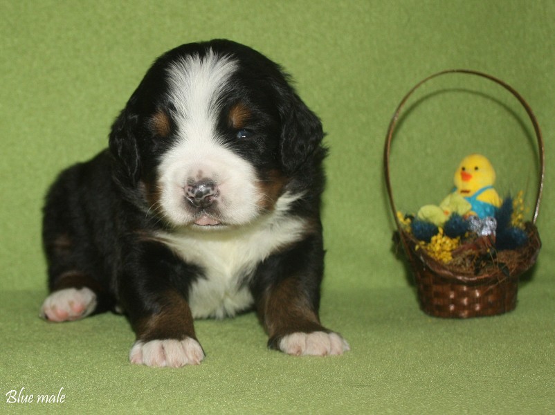 Litter B - 2. týden - blue boy