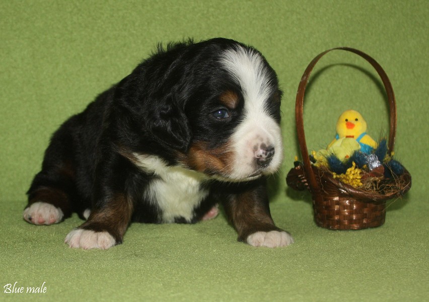 Litter B - 2. týden - blue boy