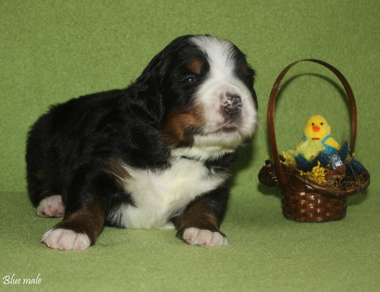 Litter B - 2. týden - blue boy
