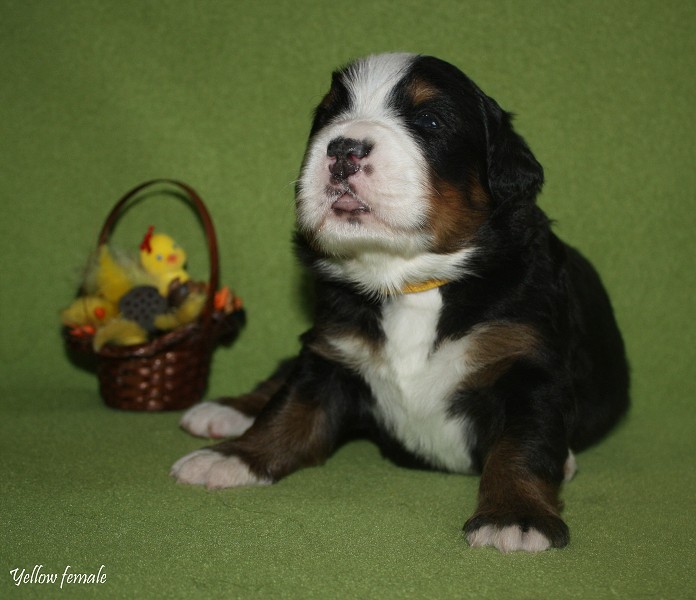 Litter B - 2. týden - yellow girl
