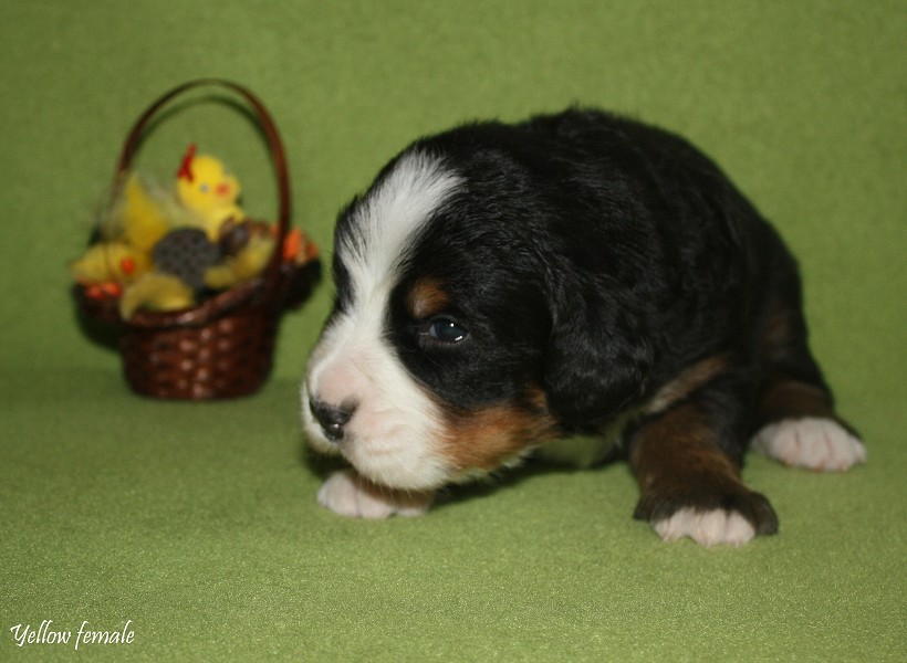 Litter B - 2. týden - yellow girl