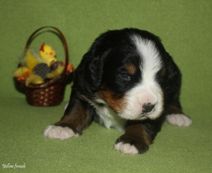 Litter B - 2. týden - yellow girl