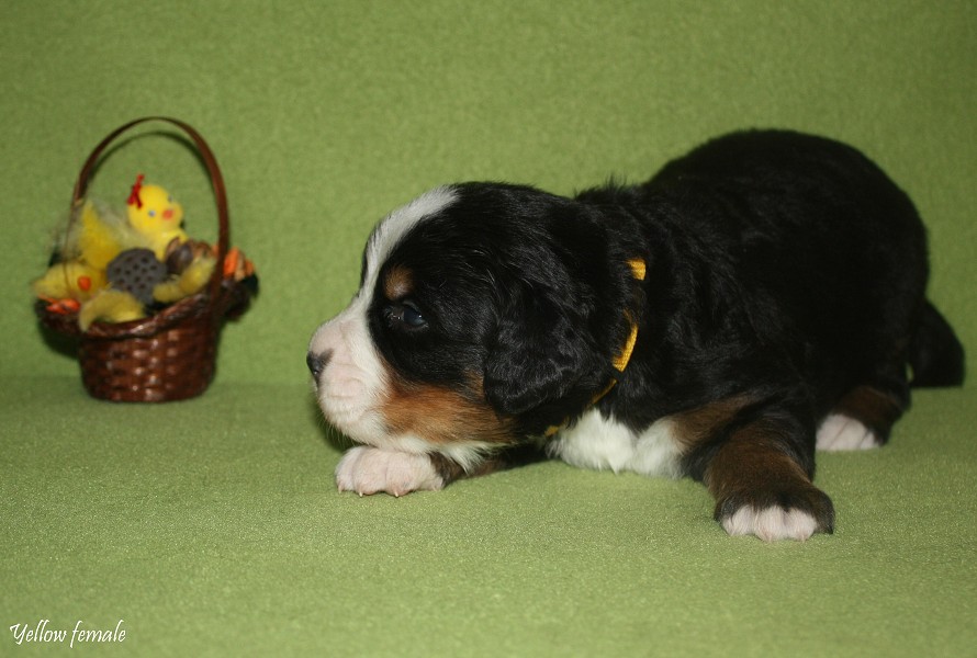 Litter B - 2. týden - yellow girl