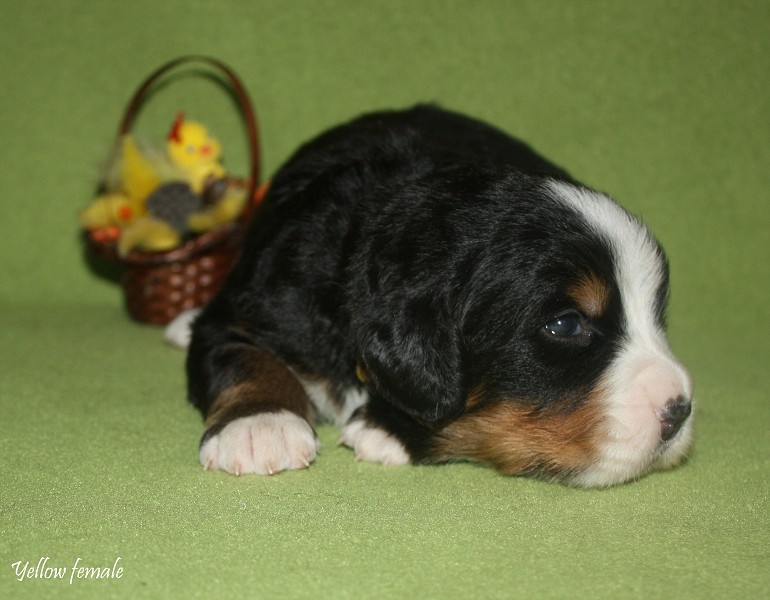 Litter B - 2. týden - yellow girl