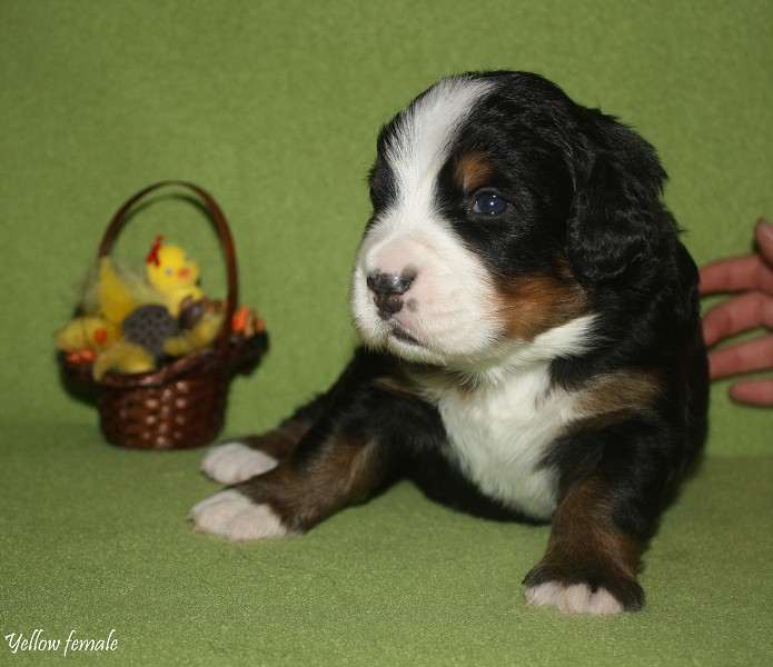 Litter B - 2. týden - yellow girl