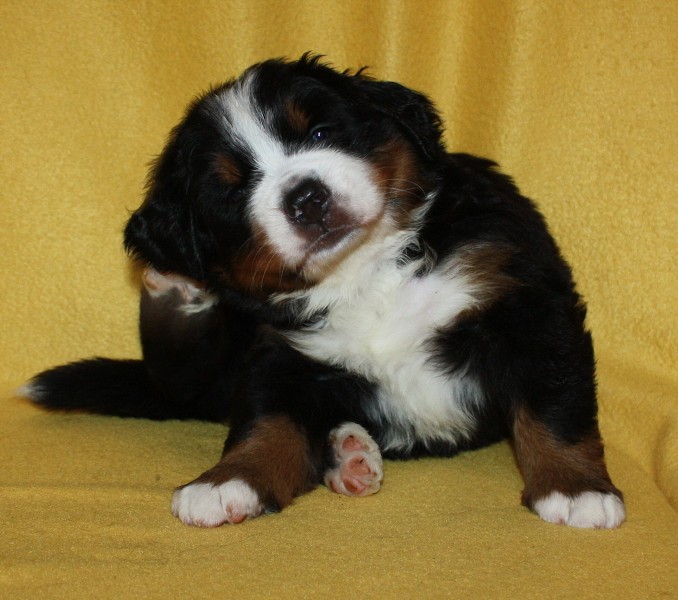 Litter B - 4. týden - blue boy 