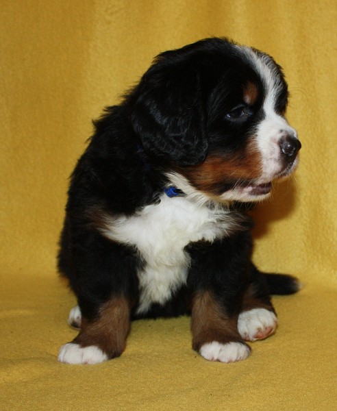 Litter B - 4. týden - blue boy 