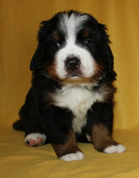 Litter B - 4. týden - blue boy 