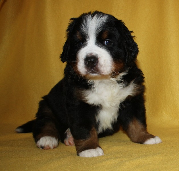 Litter B - 4. týden - blue boy 