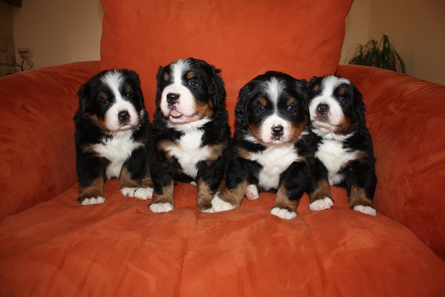 Litter B - 4. týden - společná