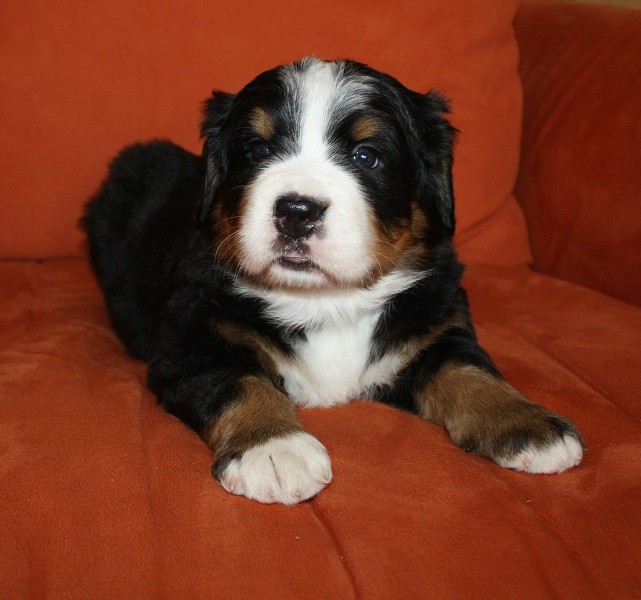 Litter B - 4. týden - yellow girl