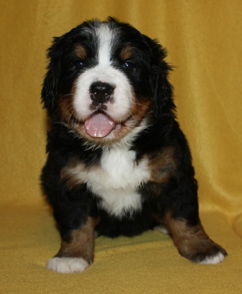 Litter B - 4. týden - yellow girl