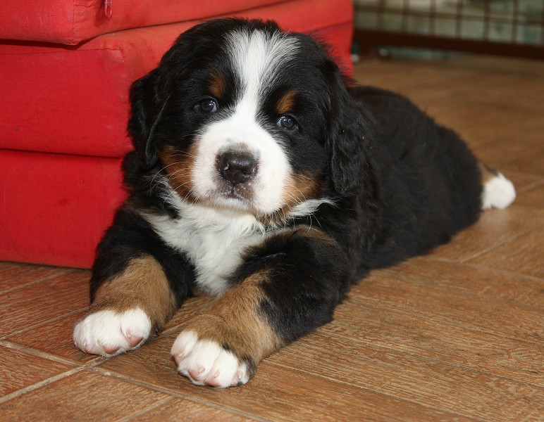 Vrh B - 5.tyden - blue boy