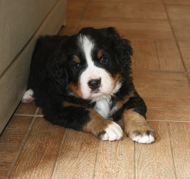 Vrh B - 5.tyden - yellow girl