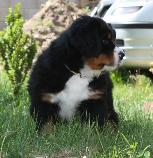 Vrh B - 6.tyden - béžový