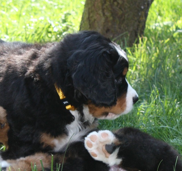 Vrh B - 6.tyden - žlutá / yellow