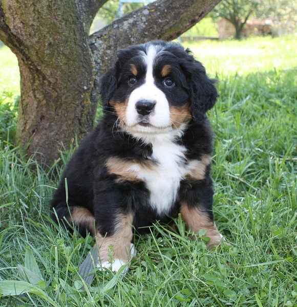 Vrh B - 6.tyden - žlutá / yellow