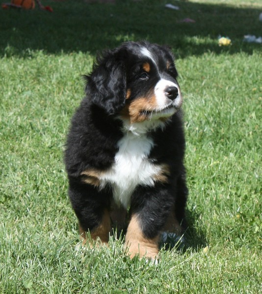 7. týden - Baltic Max Ladyca Bern