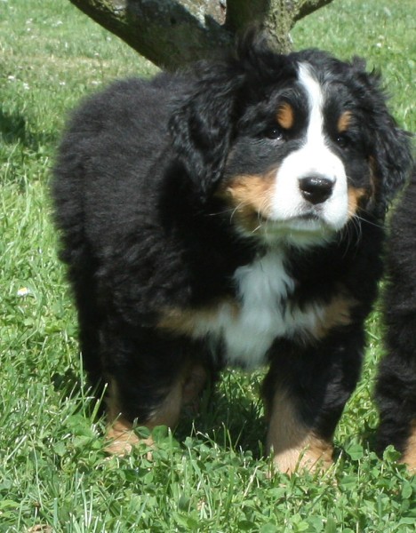 7. týden - Bellita Olivia Ladyca Bern