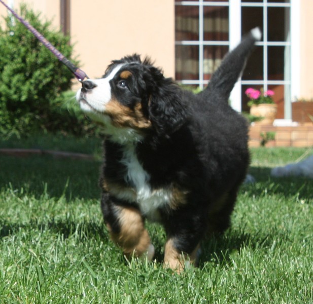 7. týden - Bellita Olivia Ladyca Bern