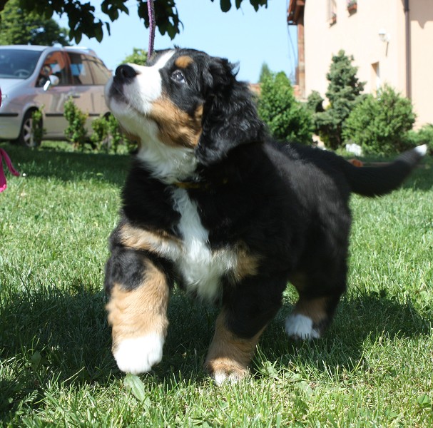 7. týden - Bellita Olivia Ladyca Bern