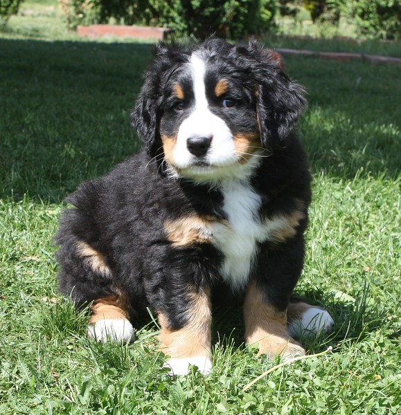 7. týden - Bellita Olivia Ladyca Bern