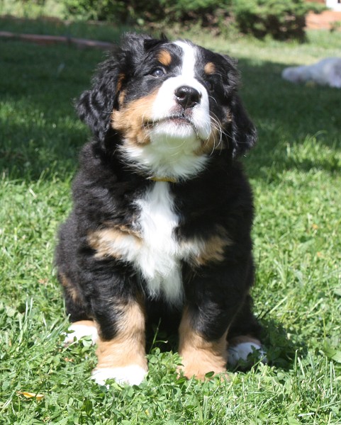 7. týden - Bellita Olivia Ladyca Bern