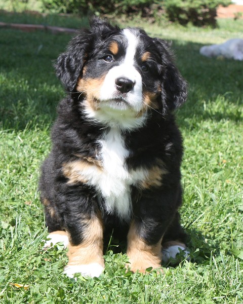 7. týden - Bellita Olivia Ladyca Bern