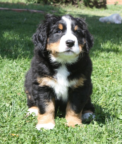 7. týden - Bellita Olivia Ladyca Bern