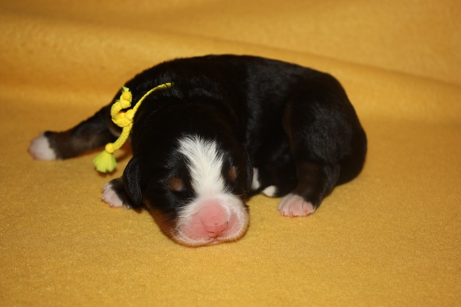 Litter B - profilová fota po narození