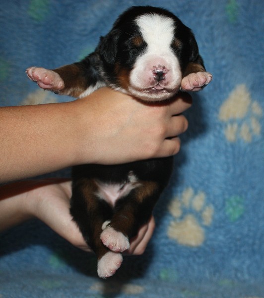 1. týden - holčička / girl