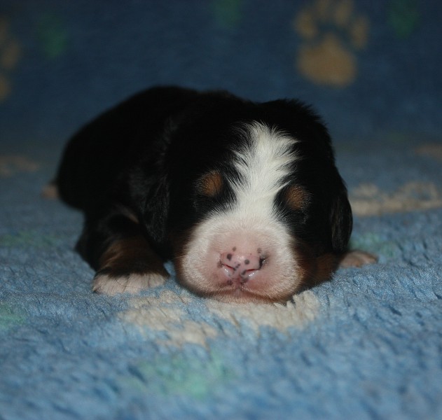 1. týden - modry pejsek/ blue boy