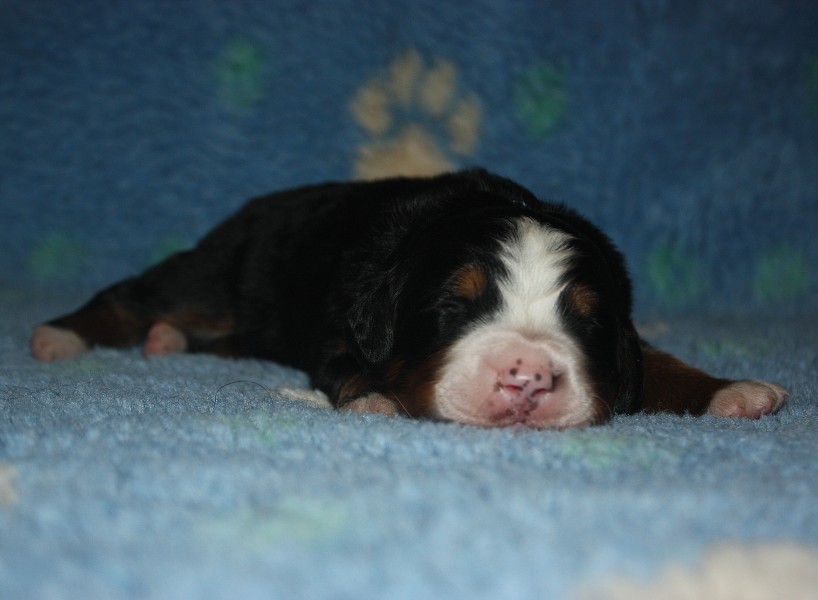 1. týden - modry pejsek/ blue boy