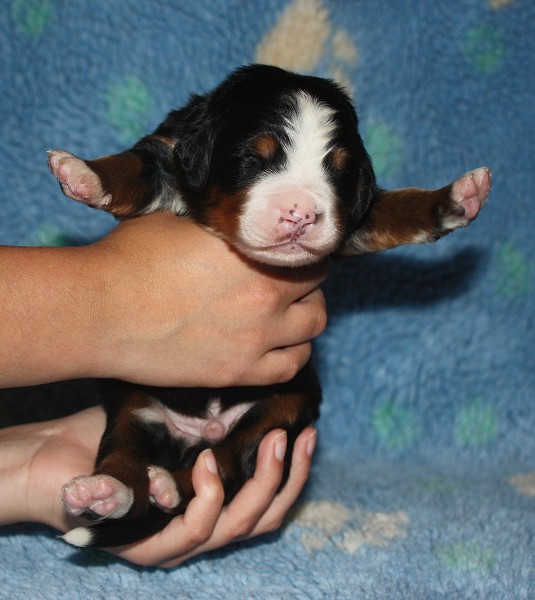 1. týden - modry pejsek/ blue boy