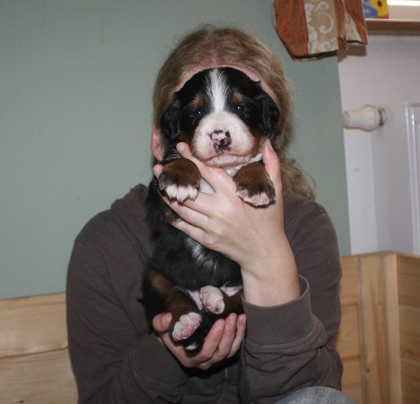 Martina od táty vrhu 