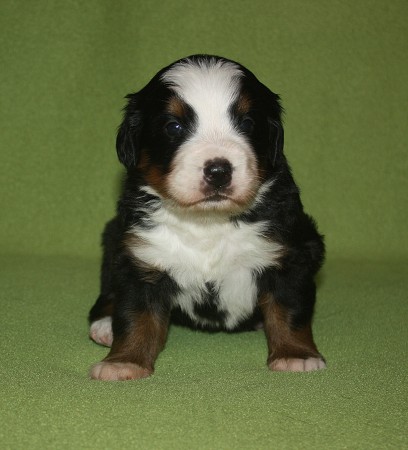 3. tyden - CORALIE Ladyca Bern