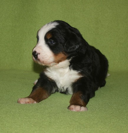 3. tyden - CORALIE Ladyca Bern