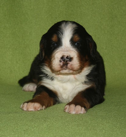 3. tyden - CORTEZ Ladyca Bern