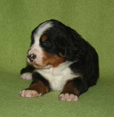 3. tyden - CORTEZ Ladyca Bern