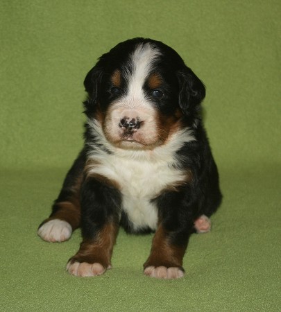 3. tyden - CORTEZ Ladyca Bern