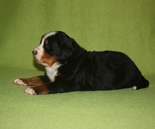 3. tyden - CORTEZ Ladyca Bern