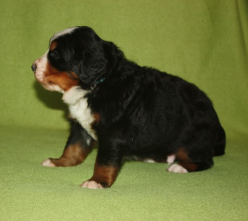 3. tyden - CORTEZ Ladyca Bern