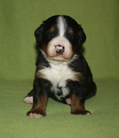 3. tyden - COLTYN Ladyca Bern